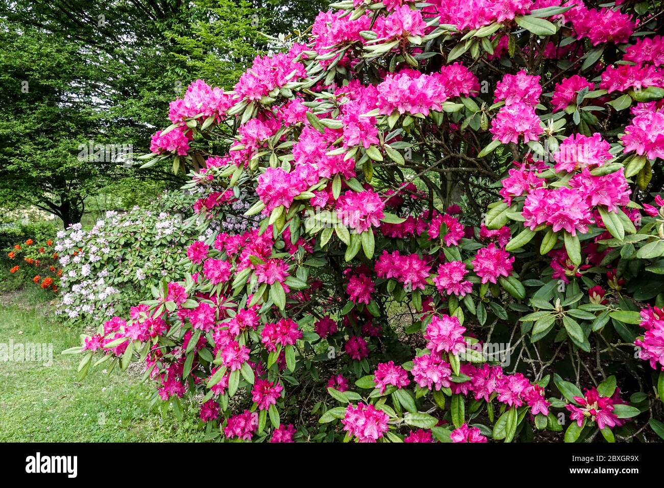 Pink rododendron flowering shrub in garden Stock Photo