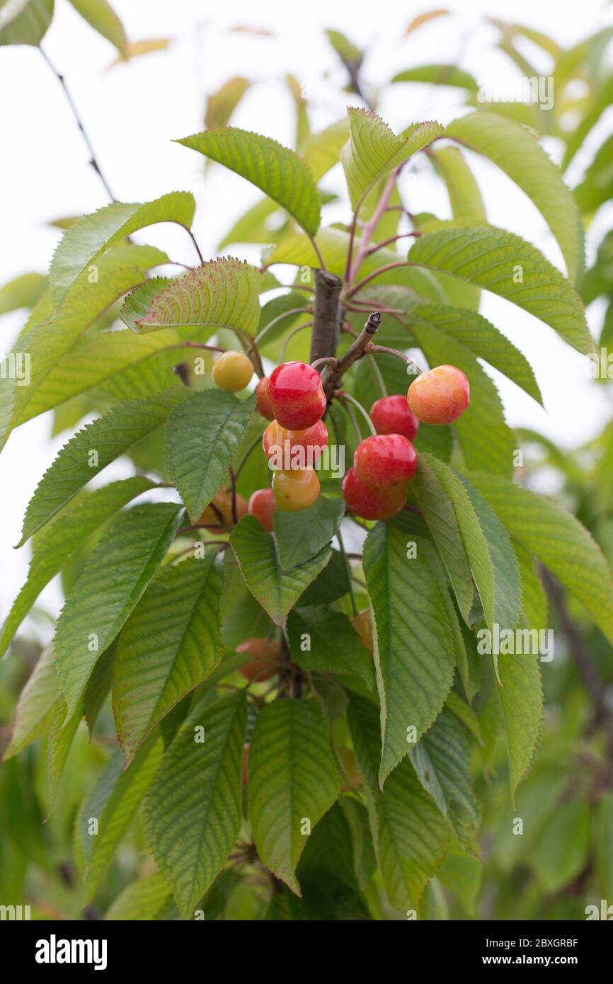 Rainier cherry tree hires stock photography and images Alamy