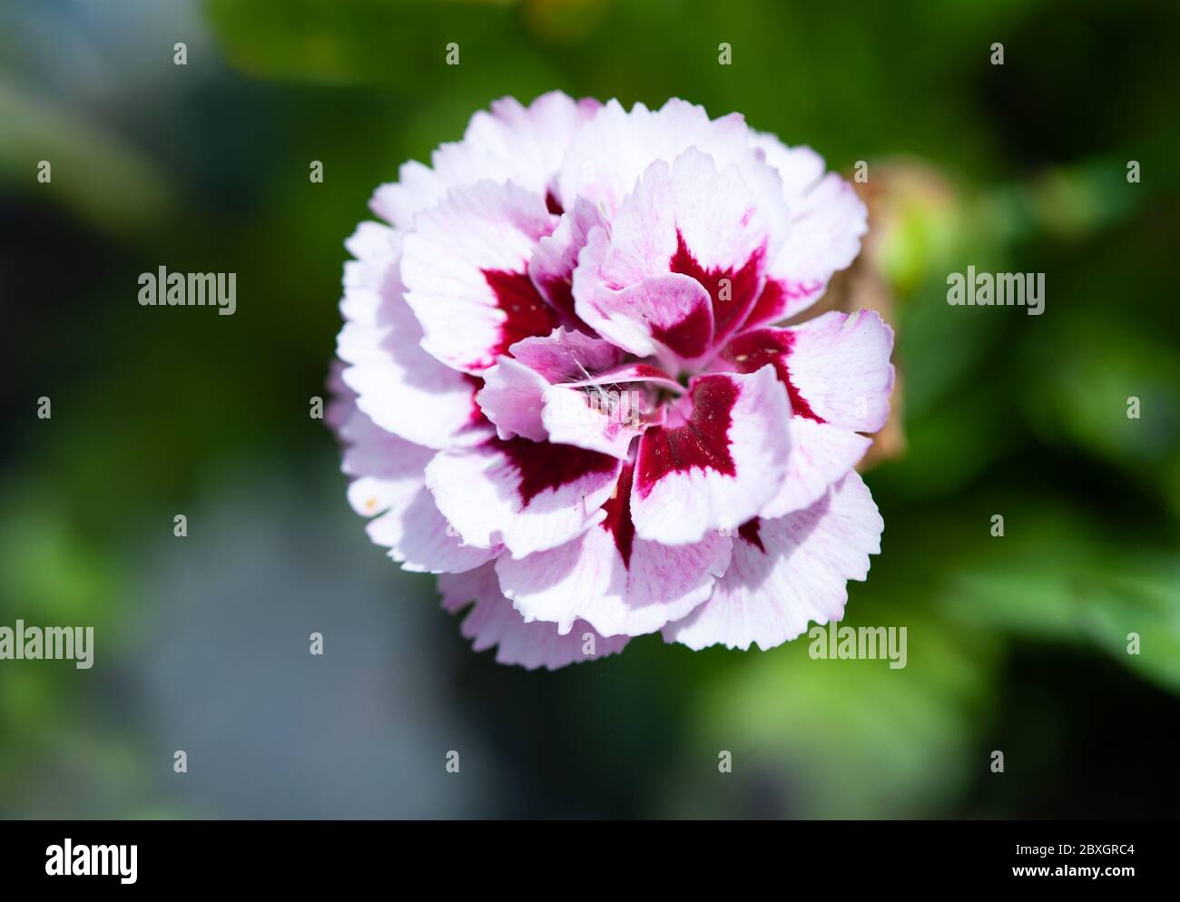 pink variagated carnation flower or clove pink flowers, Latin dianthus caryophyllus,  full bloom on summer season Stock Photo