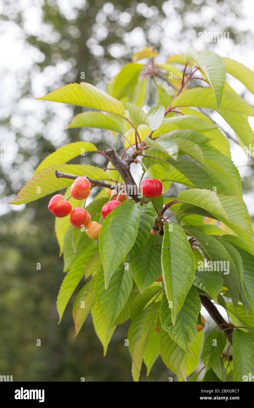 Rainier cherry tree hires stock photography and images Alamy