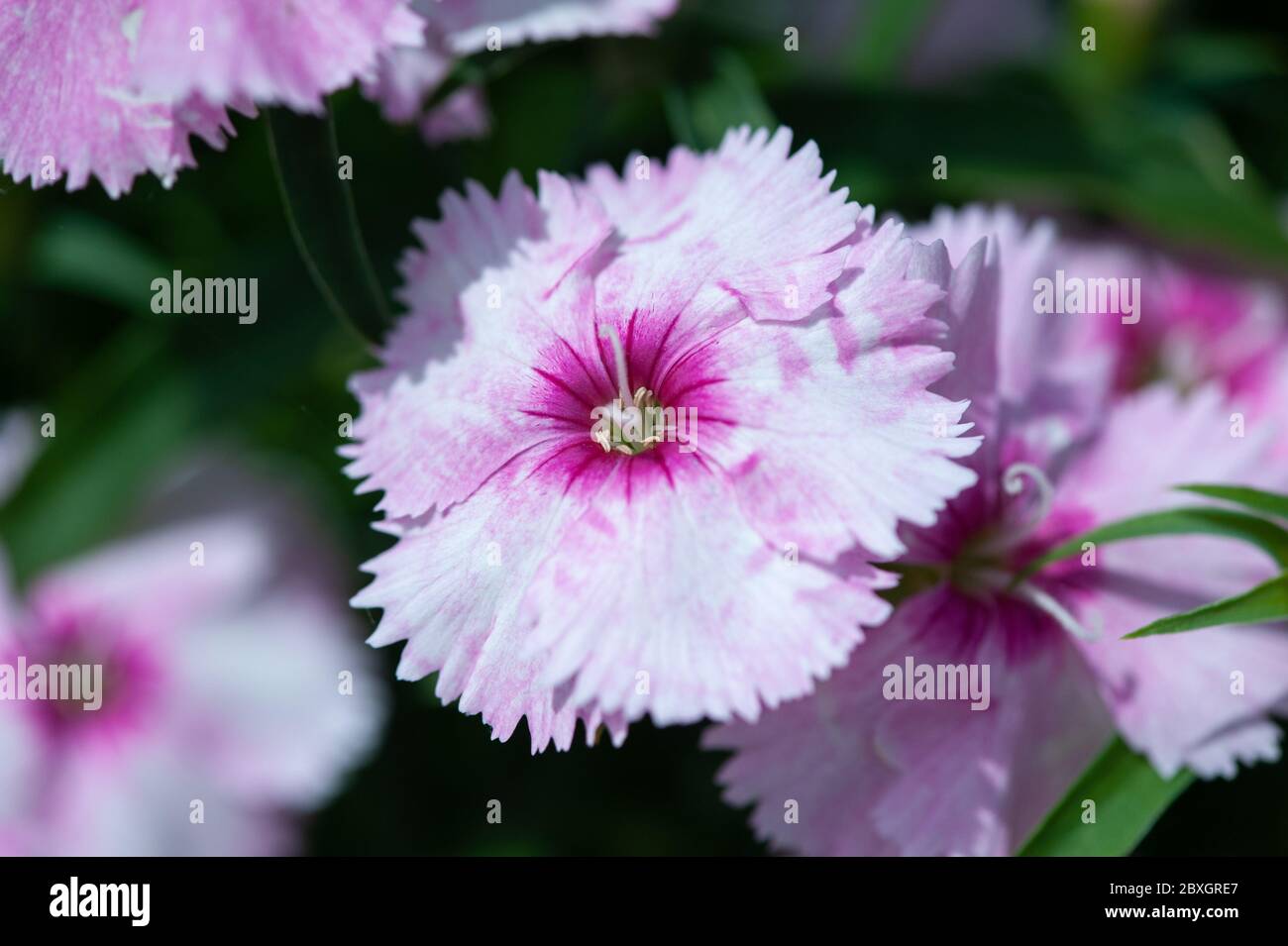 Red Dianthus flowers, chinensis clove,  sweet william flower in the garden Stock Photo