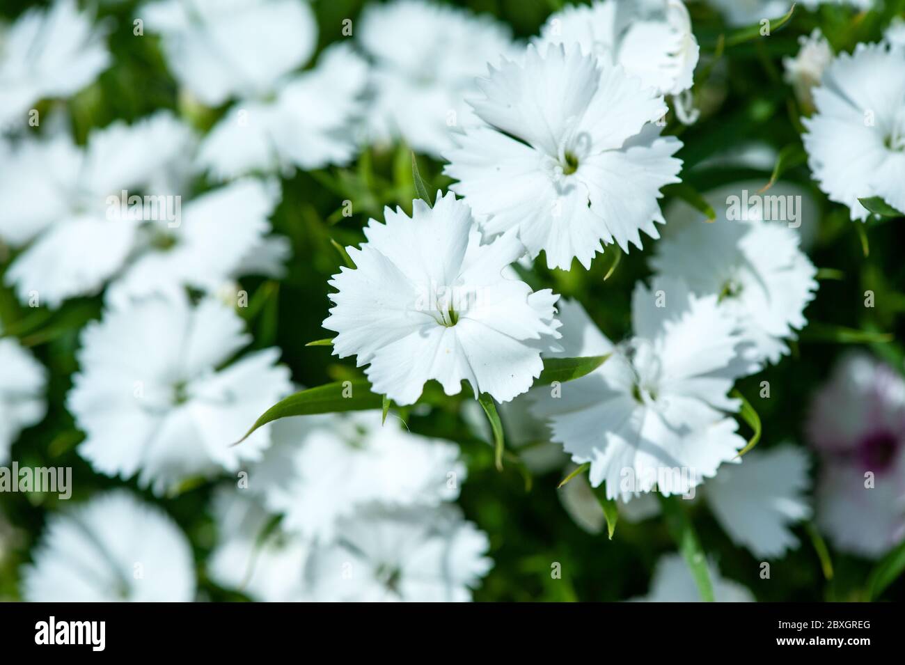 White Dianthus flowers, chinensis clove,  sweet william flower in the garden Stock Photo