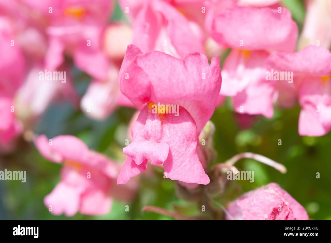 Pink Snapdragon latin name Antirrhinum majus, beautiful flowers in the garden Stock Photo