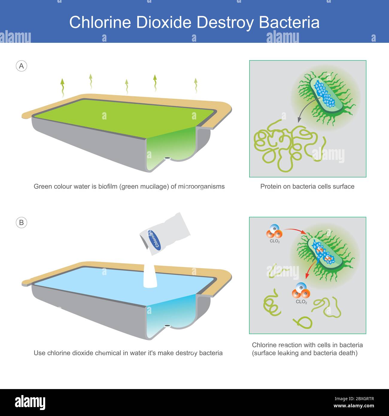 Chlorine Dioxide Destroy Bacteria. Illustration explain water sources in which bacteria mucilage until all green colour water And the removal of bacte Stock Vector