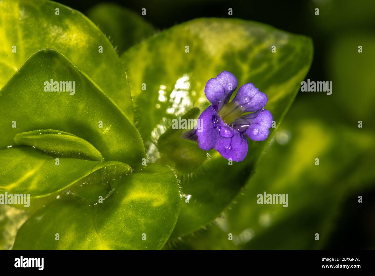 Hairy Water Hyssop (Bacopa lanigera) Stock Photo