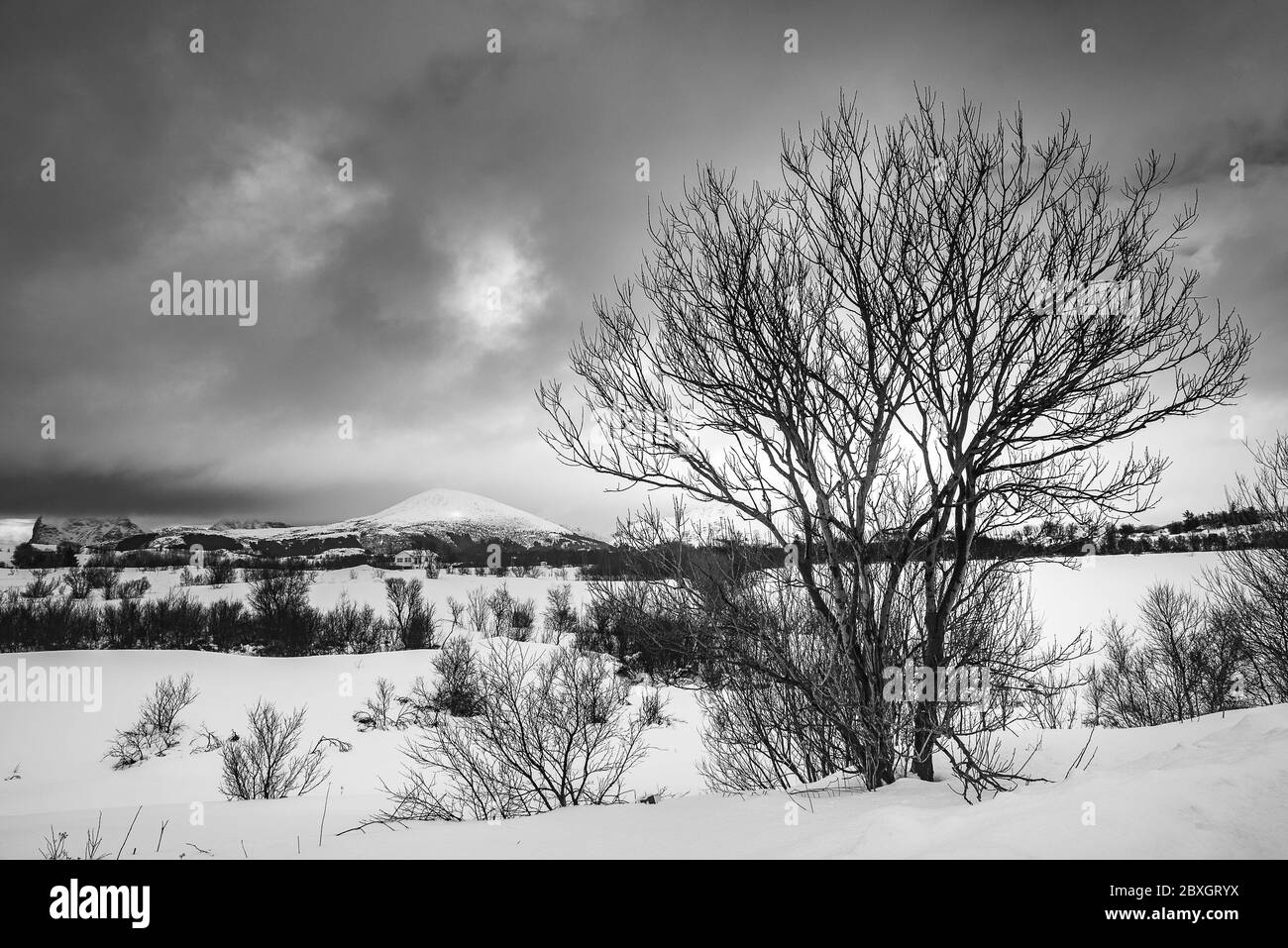 Dead tree and big mountian on background in the winter,black and white photography Stock Photo