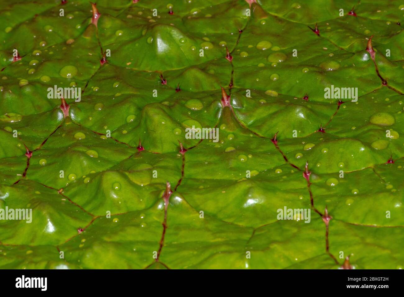 Prickly Water Lily (Euryale ferox) Stock Photo