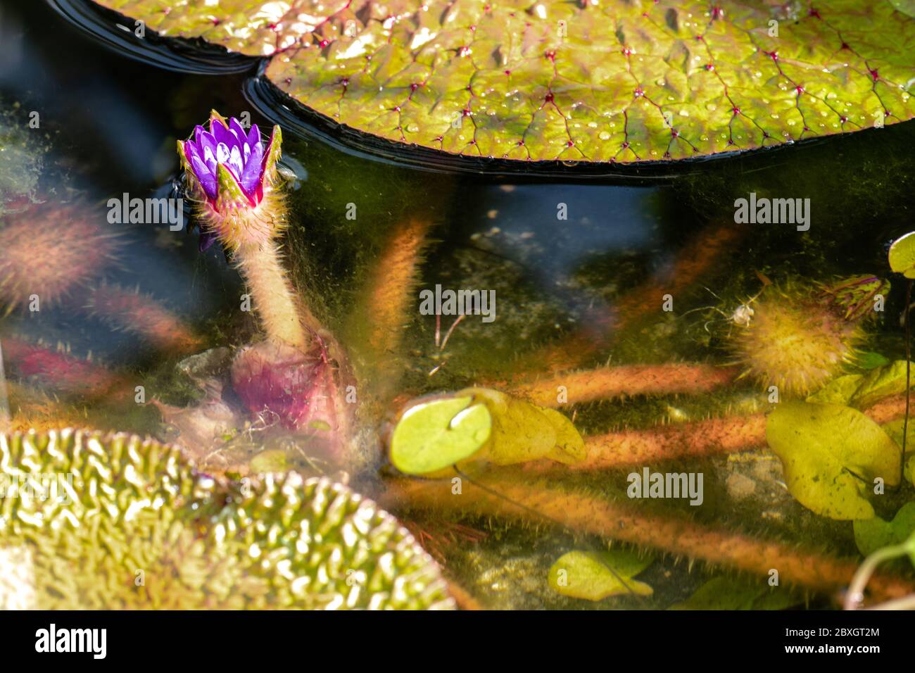 Flower of Prickly Water Lily (Euryale ferox) Stock Photo