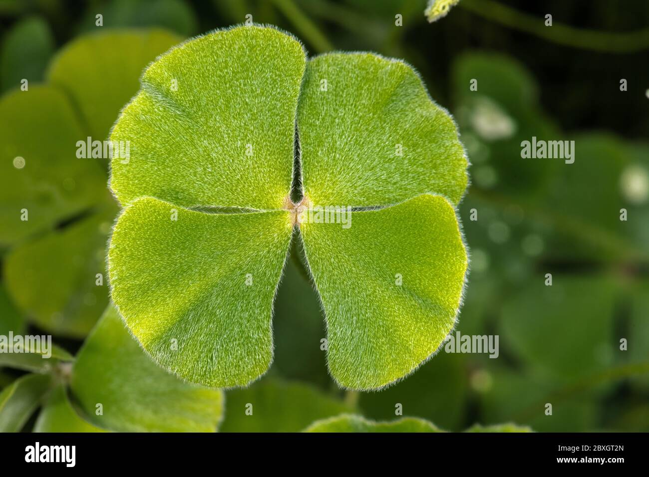 Leaf of a Marsilea Fern Stock Photo