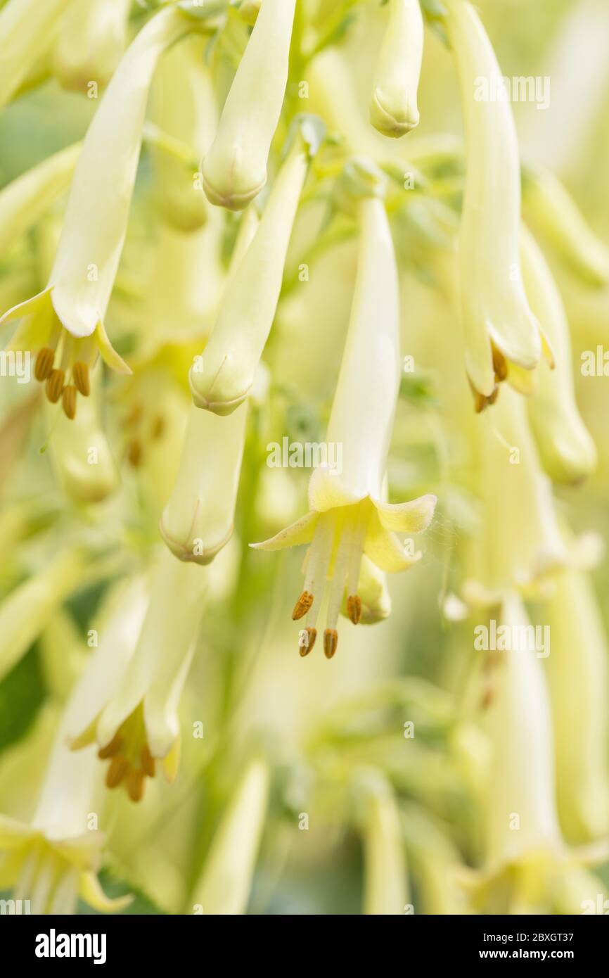 Phygelius aequalis ‘Yellow Trumpet’. Stock Photo