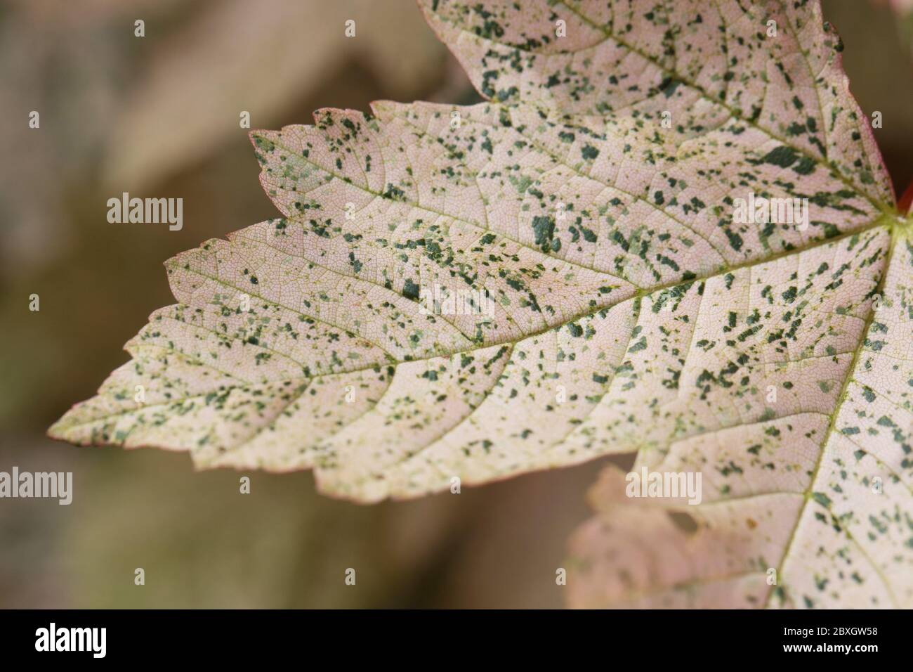 Acer pseudoplatanus 'Esk Sunset' leaves, close up. Stock Photo