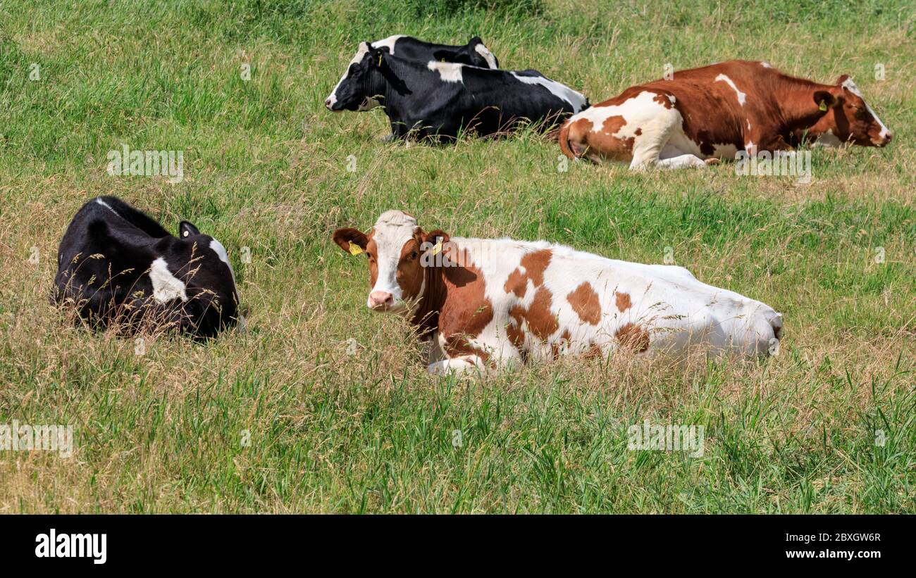 Sunshine cows in green grass field hi-res stock photography and images ...