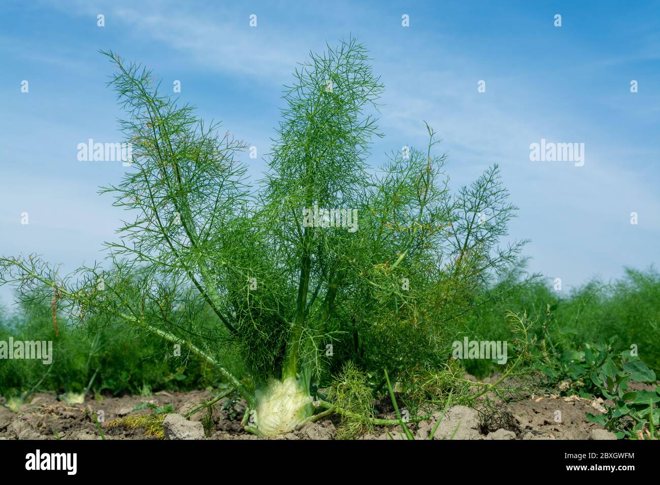 Farm field with growing green annual Florence fennel bulbing plants