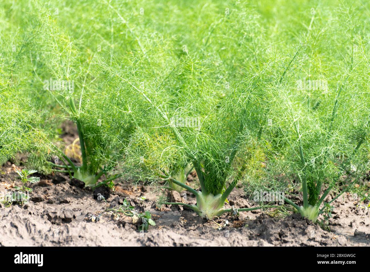 Farm field with growing green annual Florence fennel bulbing plants