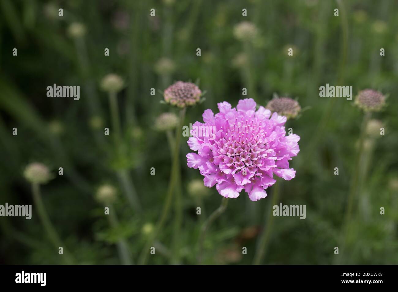 Scabiosa columbaria 'flutter'. Stock Photo