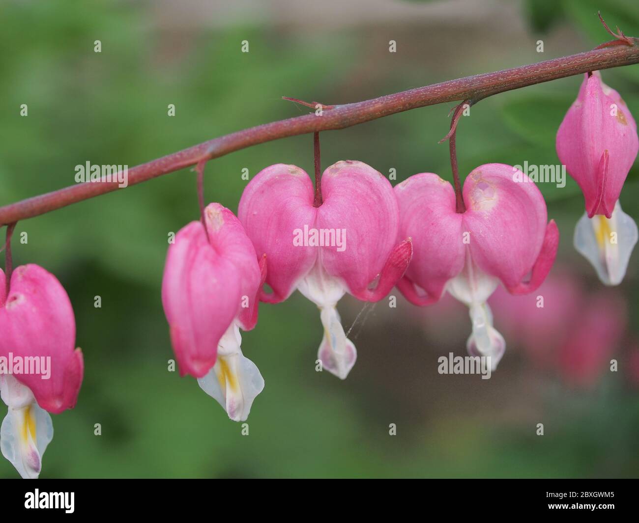 Broken bleeding heart symbol love hi-res stock photography and images ...