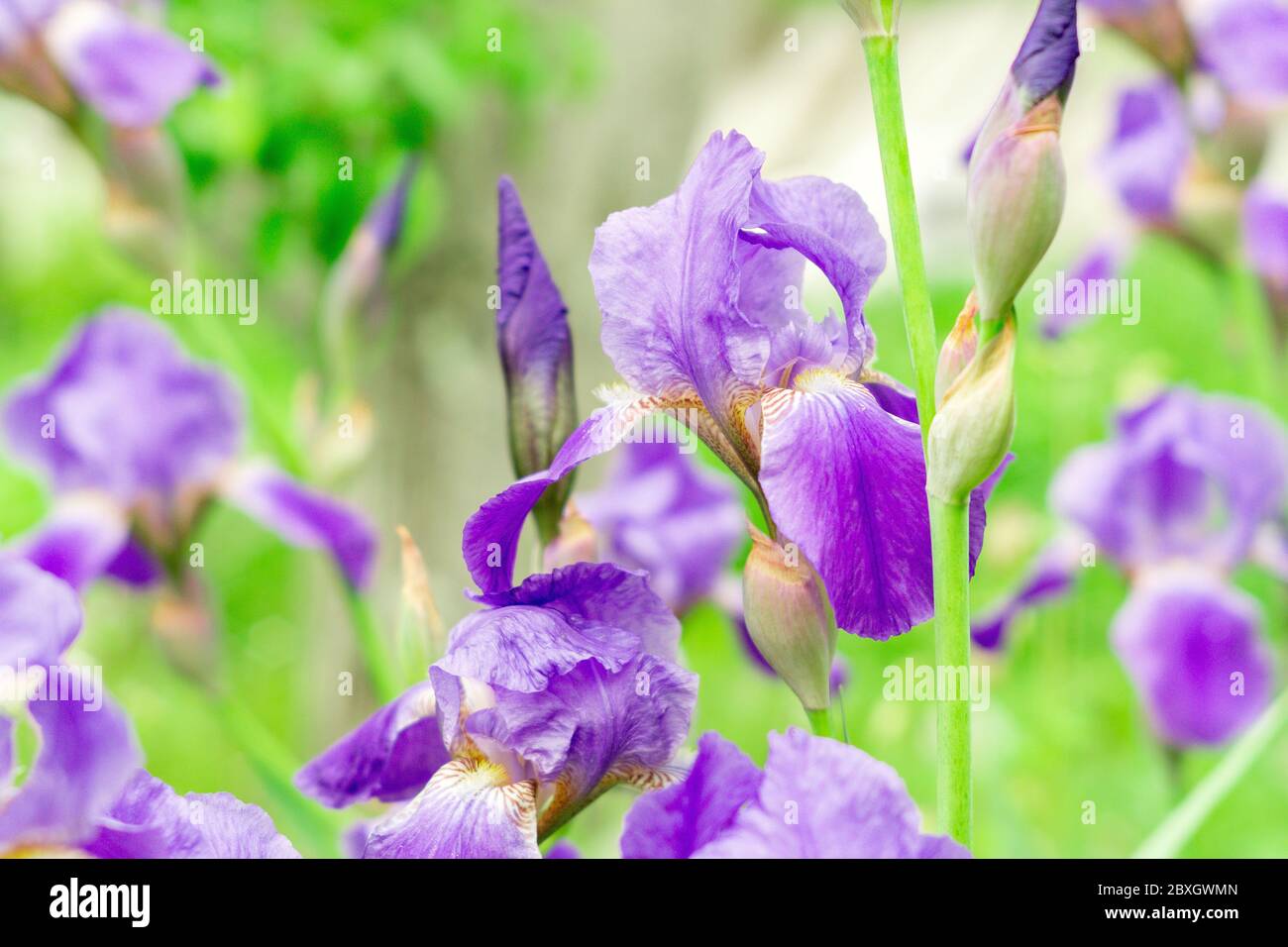 purple iris flowers on a natural green background in spring, selective focus Stock Photo