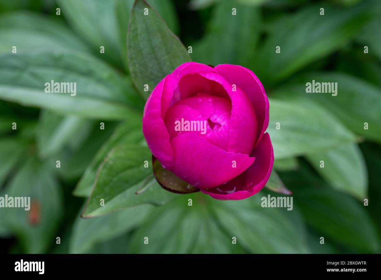 Blossom of pink peony flowers close up Stock Photo