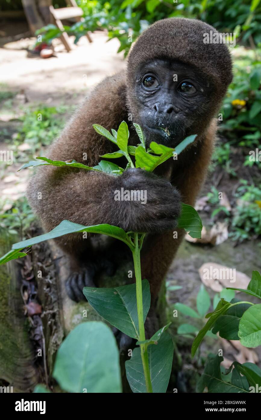 Brown wooly monkey (Lagothrix lagotricha) in the Amazon rainforest in Peru Stock Photo