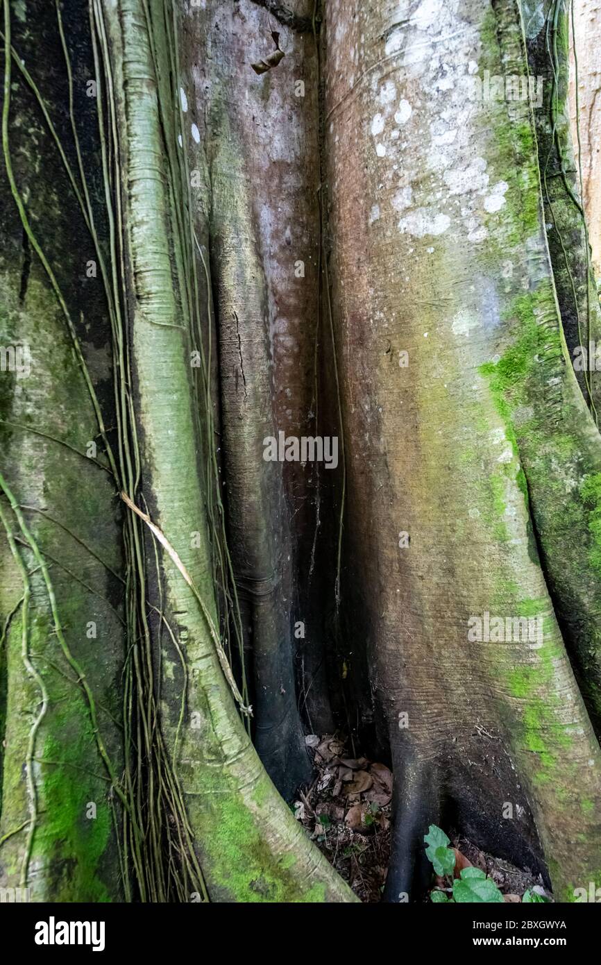 Ficus insipida Stock Photo