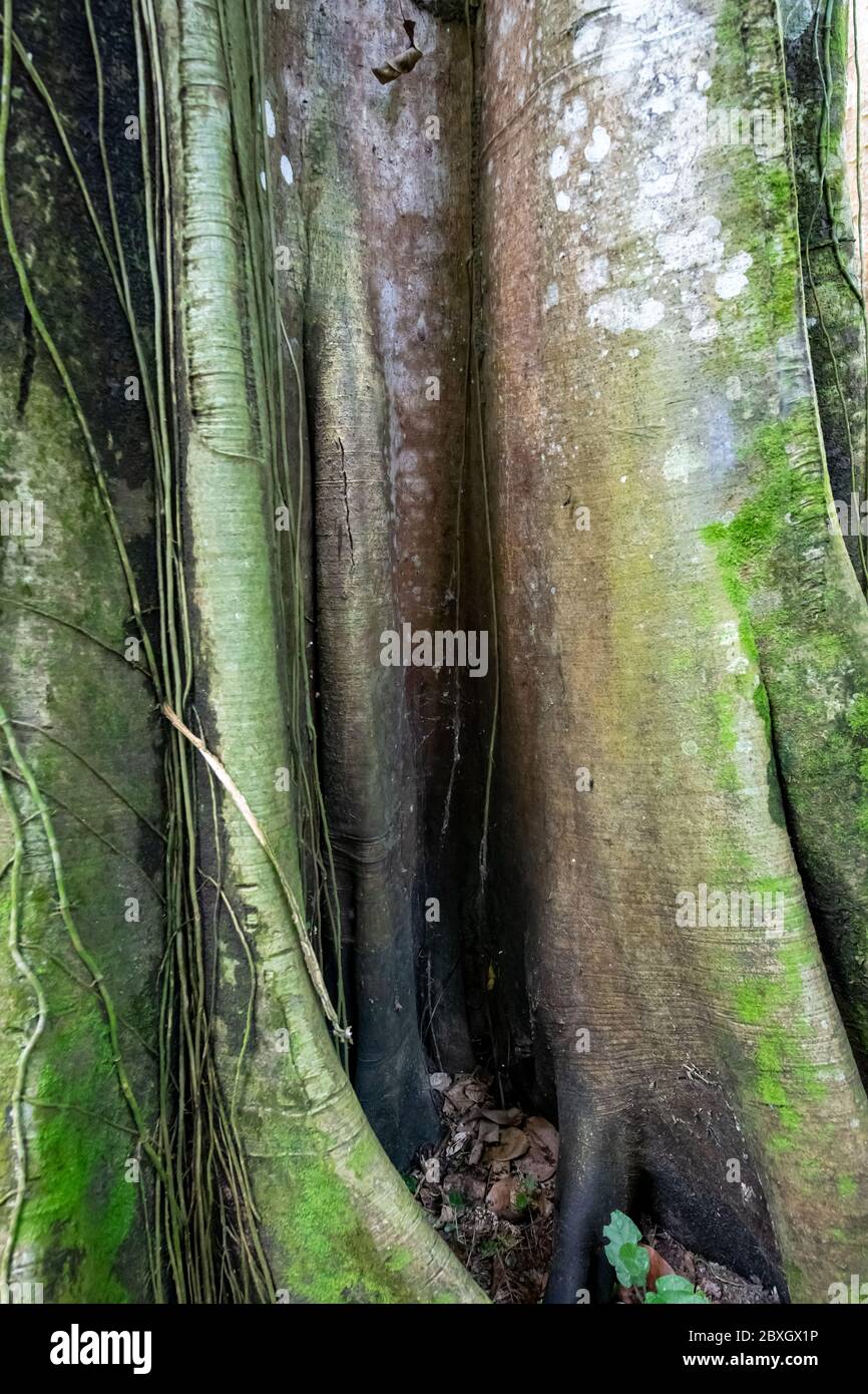 Ficus insipida Stock Photo