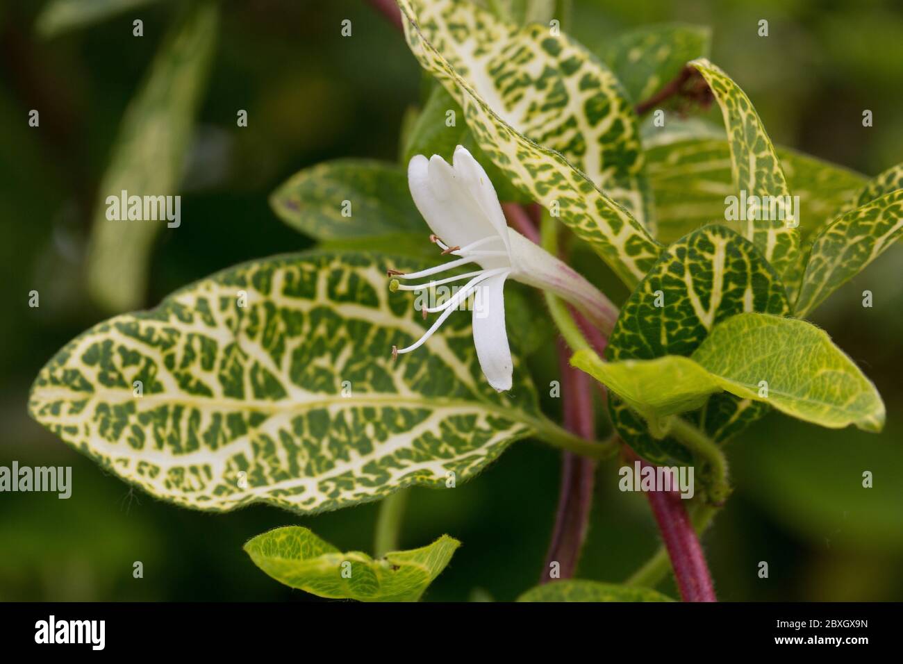 Lonicera japonica 'Aureo-reticulata' flower, close up Stock Photo - Alamy