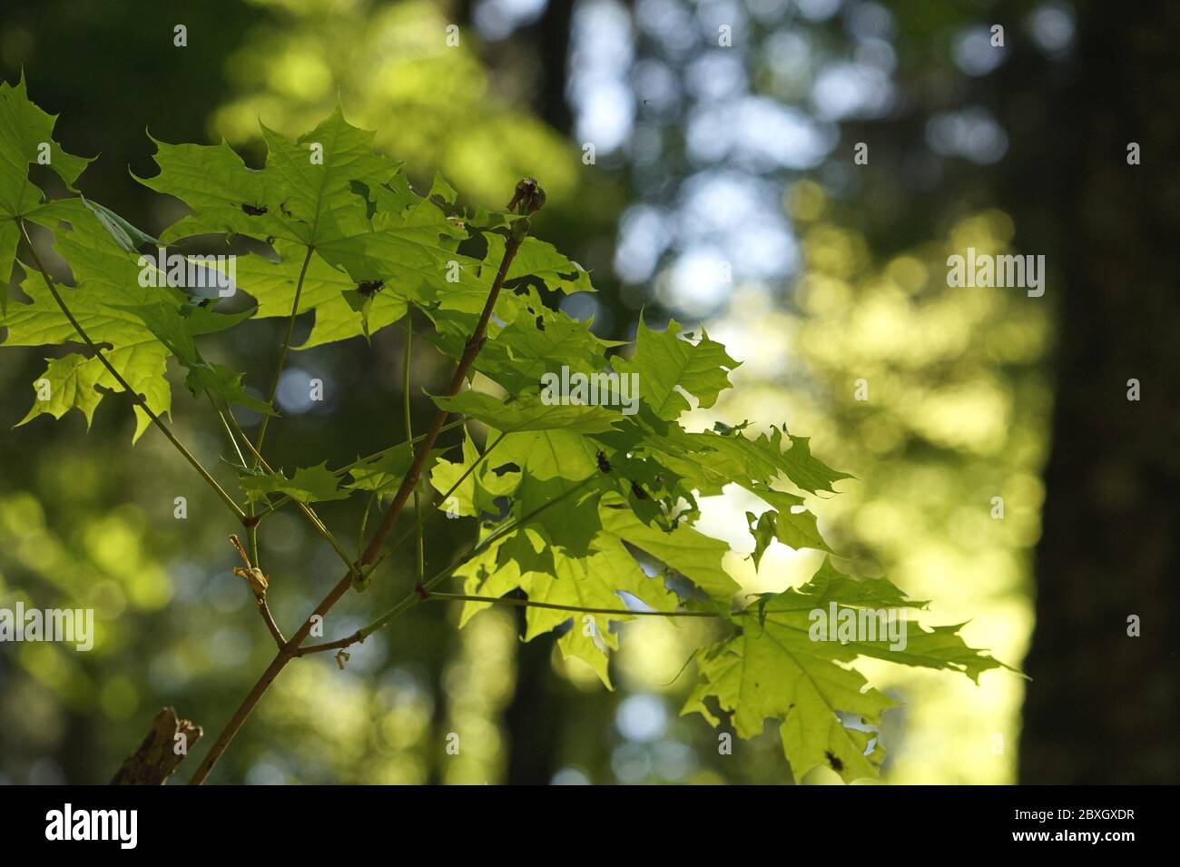 Maple Tree Leaves Stock Photo Alamy