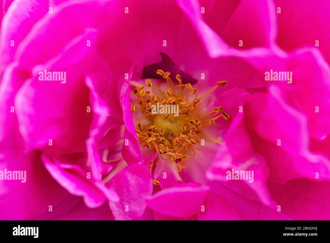 Moss Rose 'Henri Martin'. Stock Photo