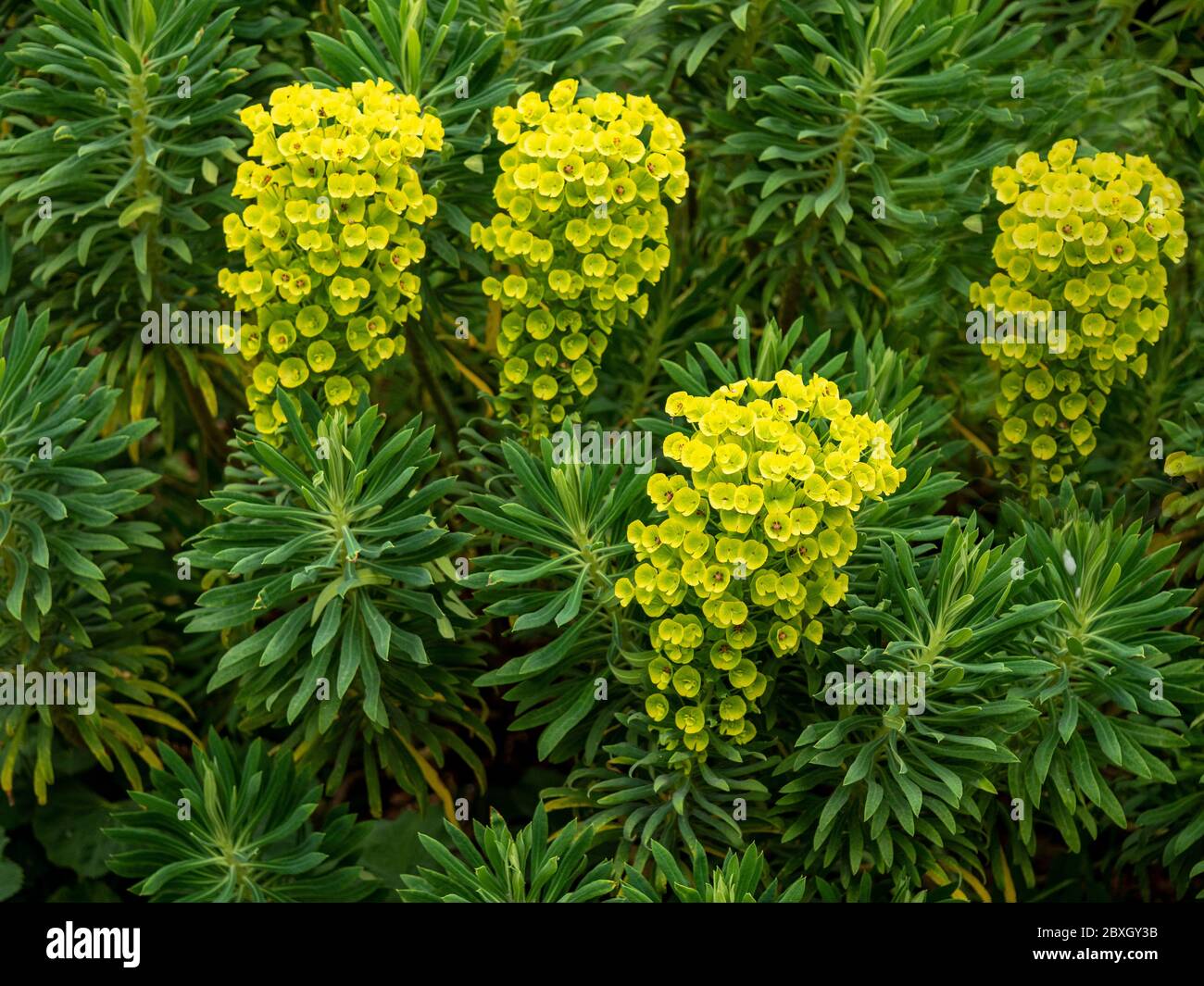 Yellow flowers and green leaves of a Euphorbia plant in a garden Stock Photo