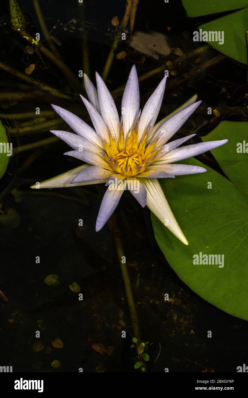 Blue egyptian water lily hi-res stock photography and images - Alamy