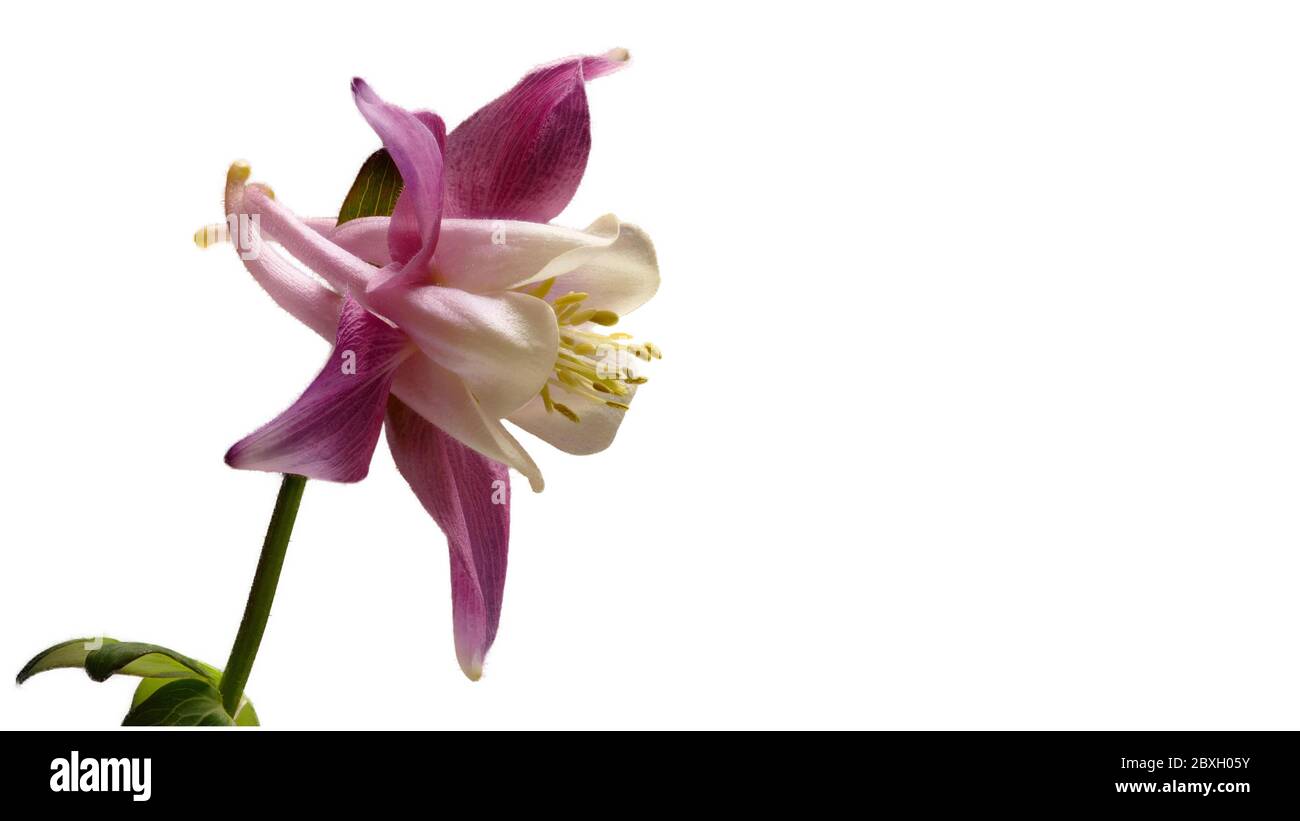 red - white columbine - Aquilegia - on a white background - isolated - as a background - left - big Stock Photo