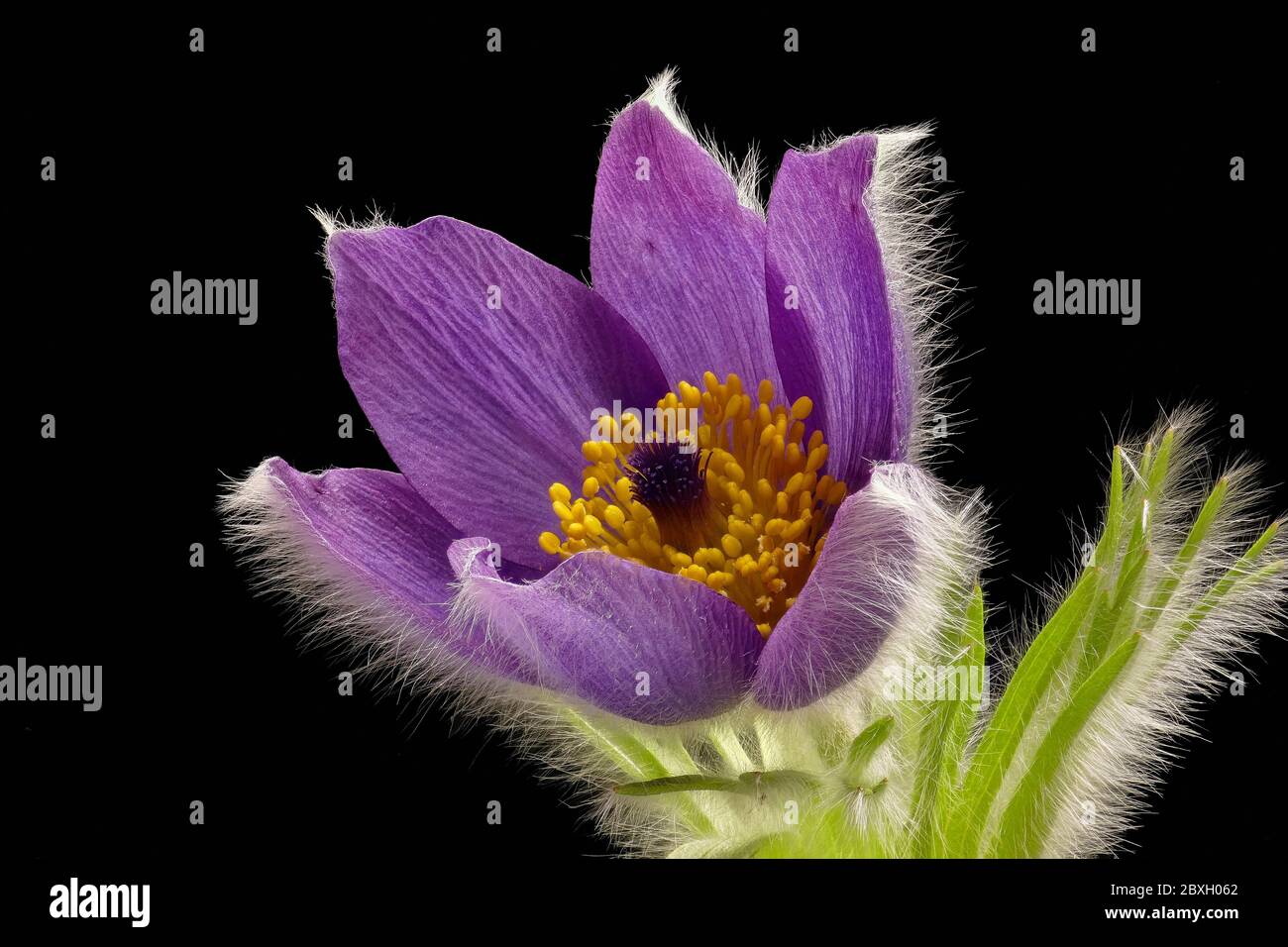 Purple cowbell - Pulsatilla - on black background - strong colors - atmospheric. Stock Photo