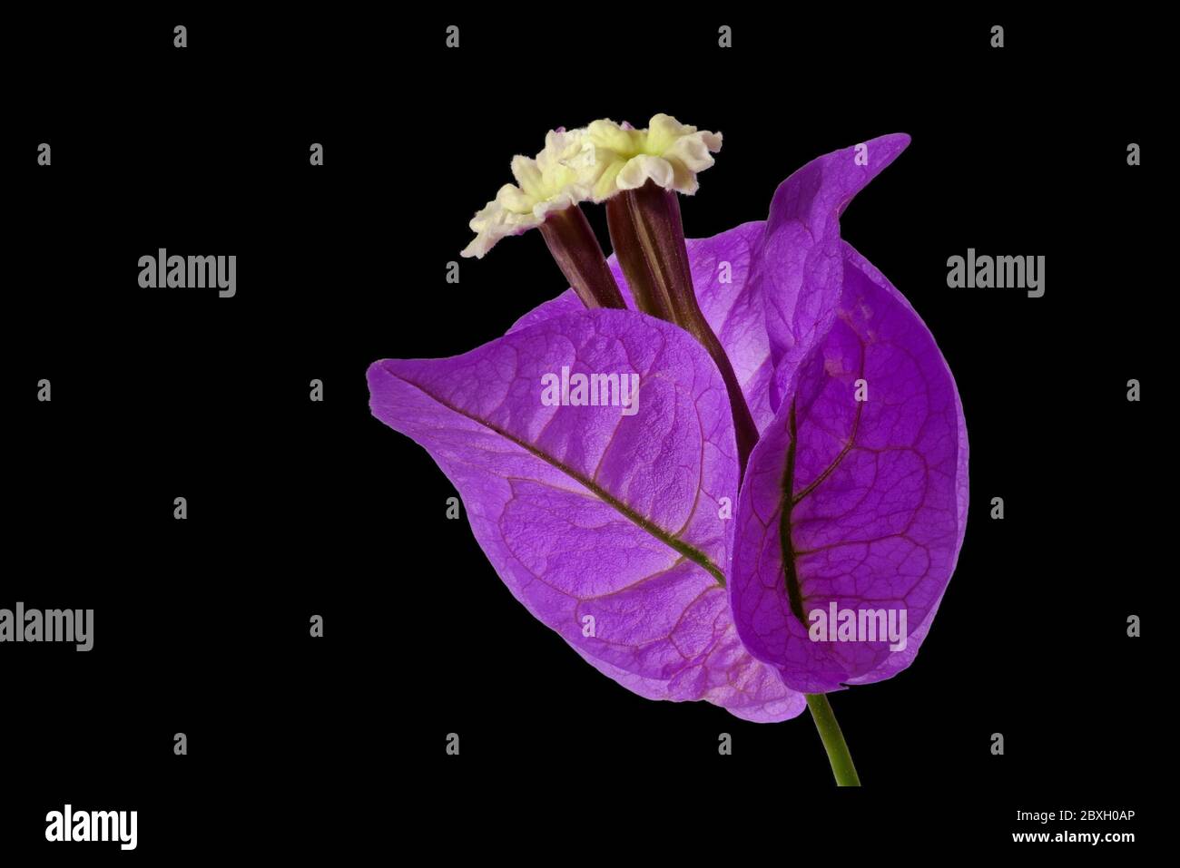 Purple Blossom, Bougainvillea glabra choisy, on black background, macro shot Stock Photo