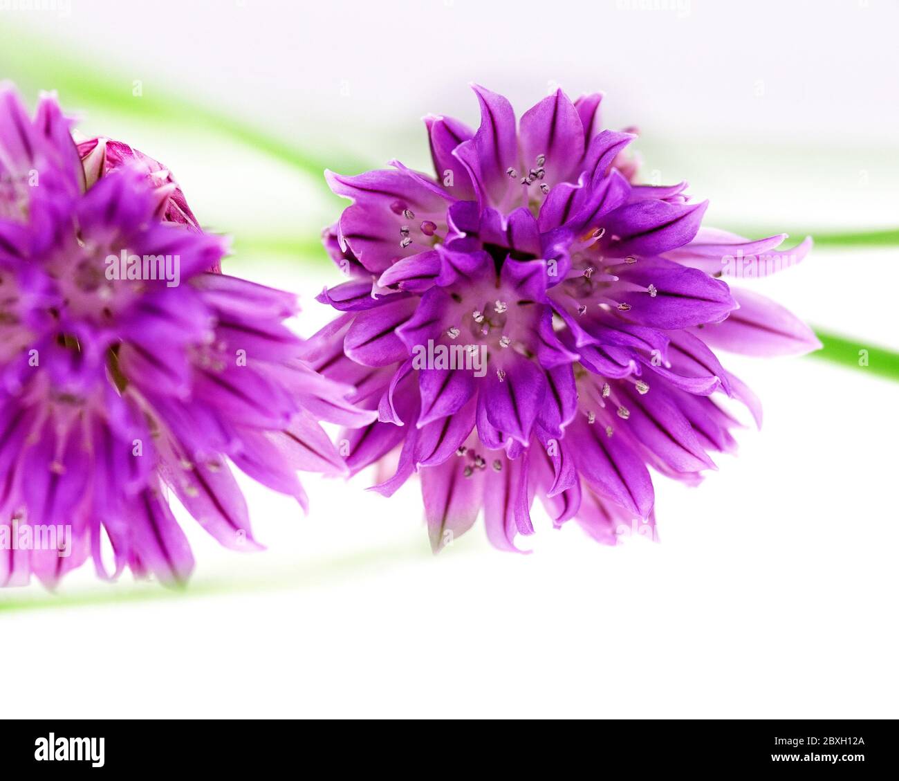Chives bulbs allium schoenoprasum hi-res stock photography and images ...