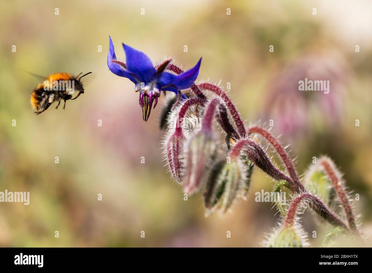 Bumblebee hovering by a blue borage flower. Fine detail on the plant and bee with motion blur on wings. Background has bright bokeh. Stock Photo
