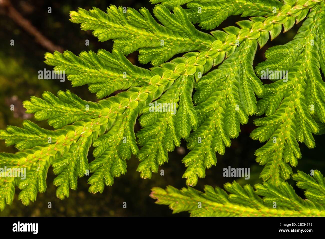 Selaginella (Selaginella umbrosa) Stock Photo