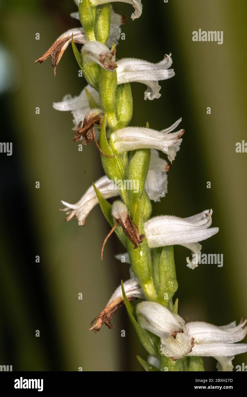 Slenderleaf False Dragonhead (Physostegia leptophylla) Stock Photo