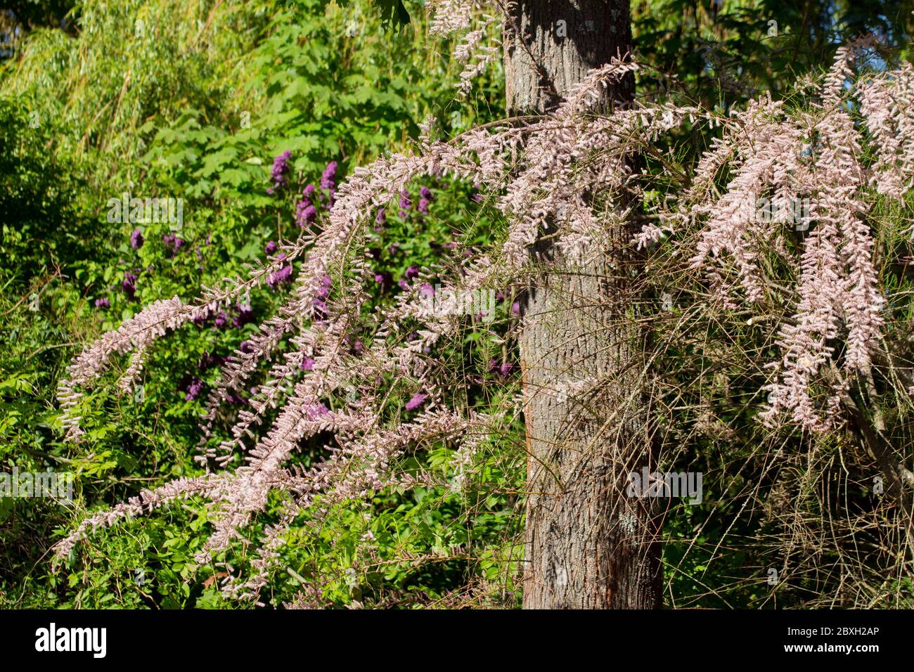 Pink flowers of a tamarisk, Tamarix gallica or tamariske Stock Photo