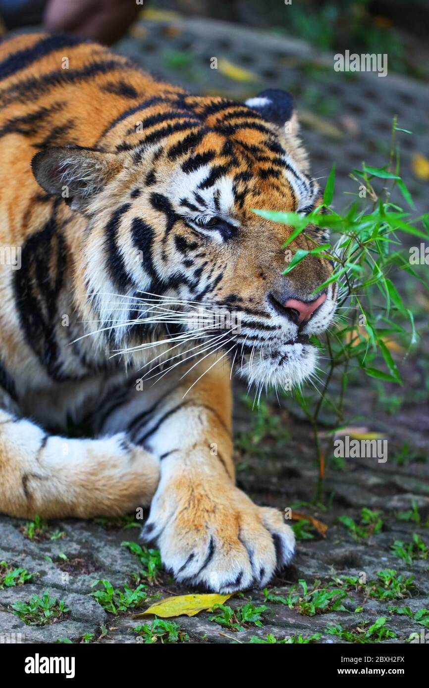 Sumatran tiger laying on ground and sniffing plant Stock Photo