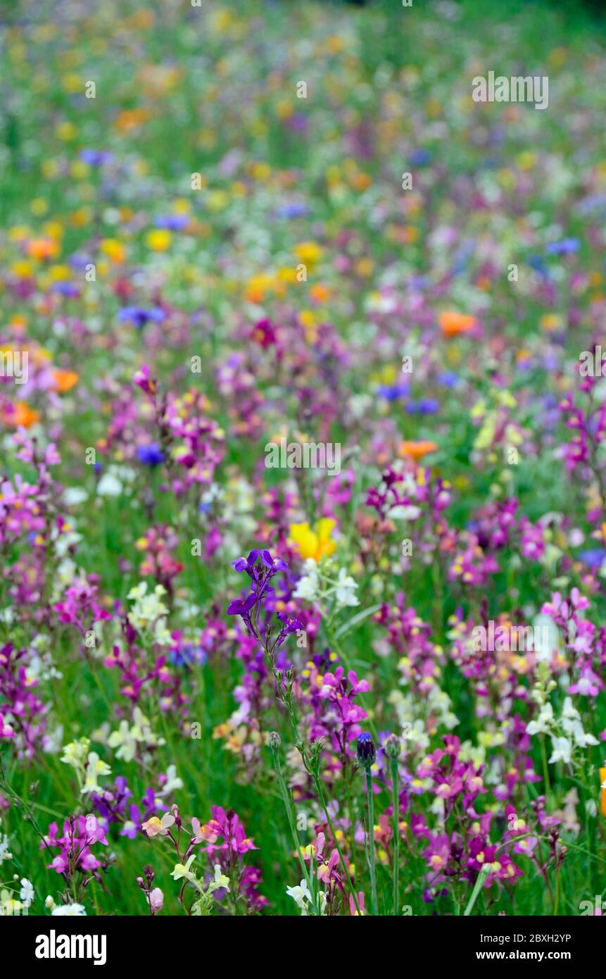 Field with colorful summer flowers Stock Photo