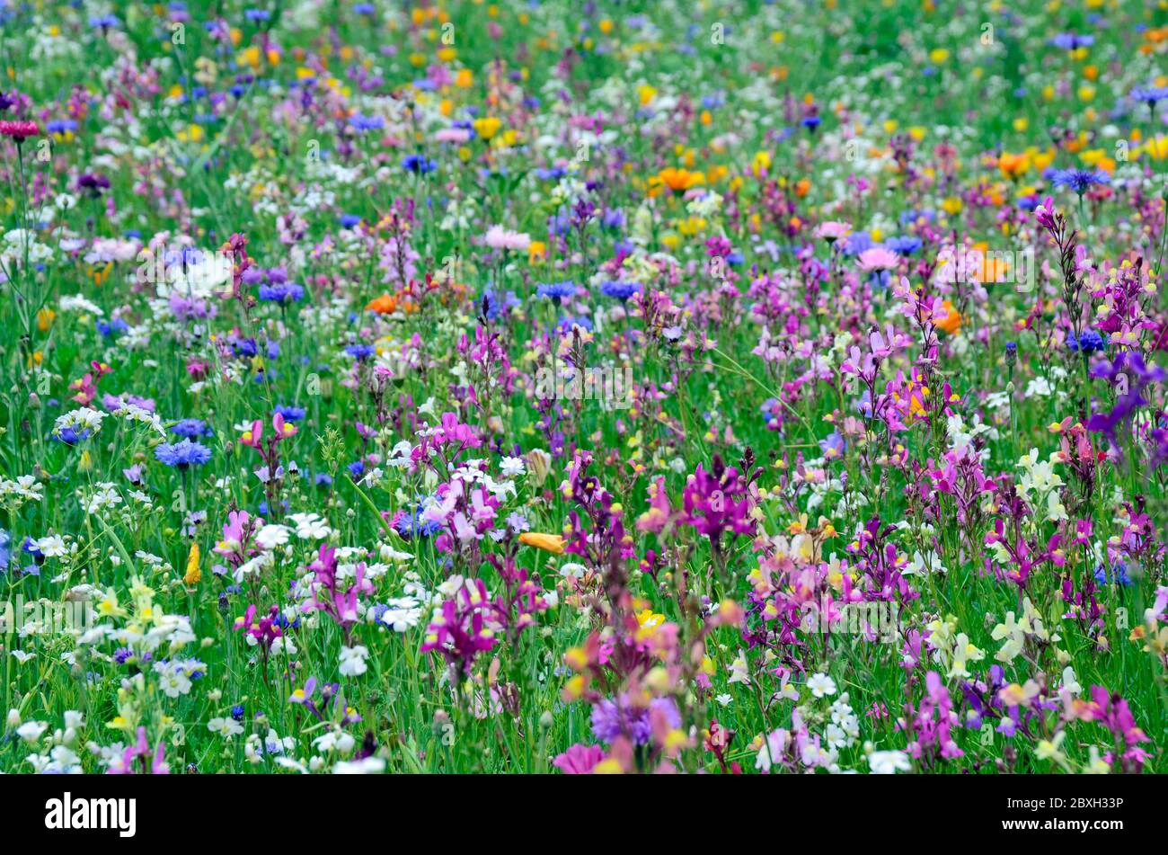 Field with colorful summer flowers Stock Photo