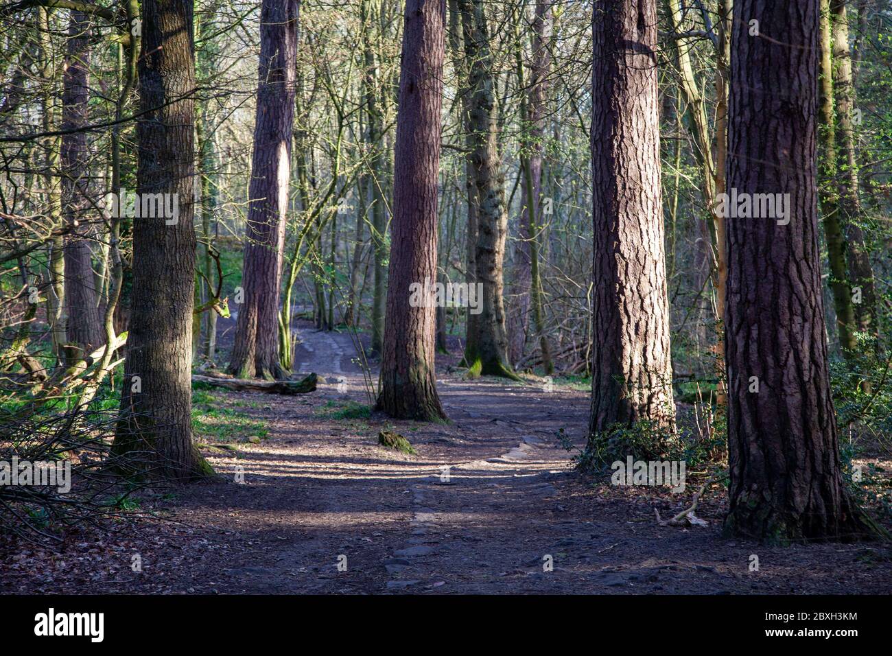 Ecclesall Woods, an ancient woodland in Sheffield, UK. A trackway runs through the woods Stock Photo