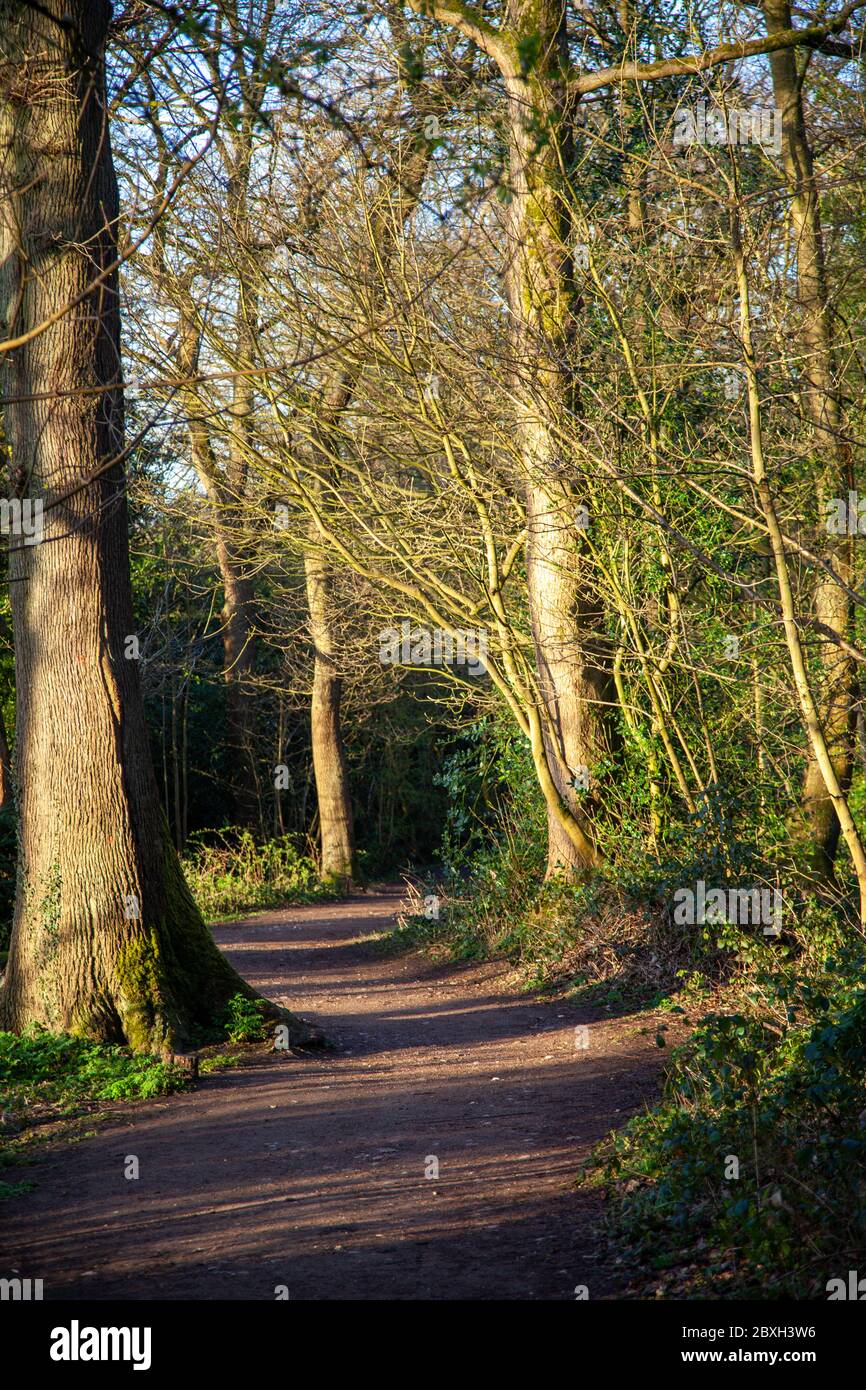Ecclesall Woods, an ancient woodland in Sheffield, UK Stock Photo