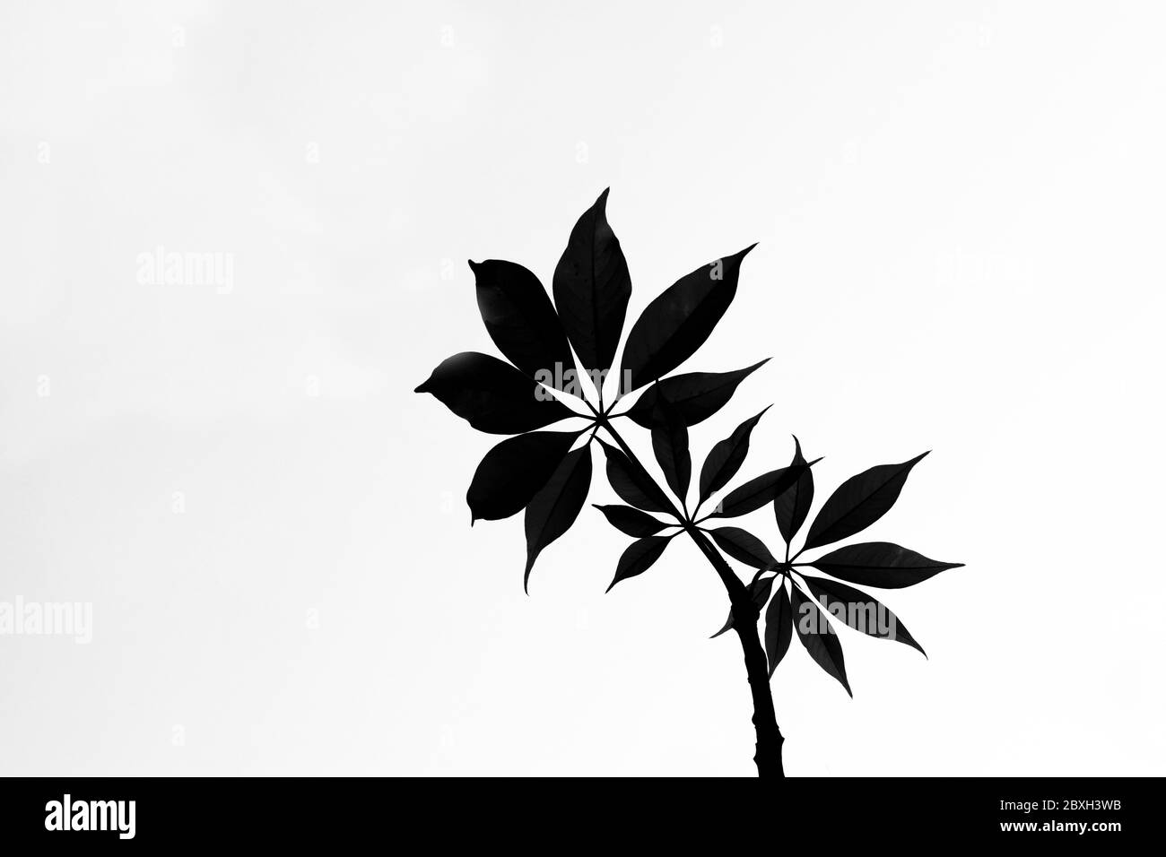 Tree leaves Black and White Stock Photos & Images - Alamy