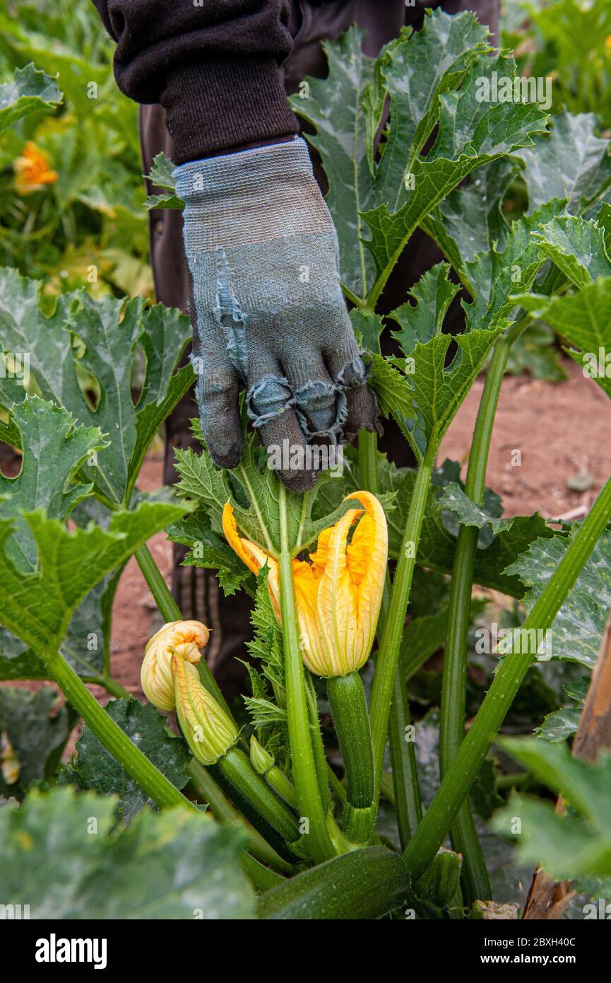 Nettuno (Rome), 14/05/2020: Immigrant labourers pick vegetables in the greenhouses of a farm in Agro Pontino. © Andrea Sabbadini Stock Photo