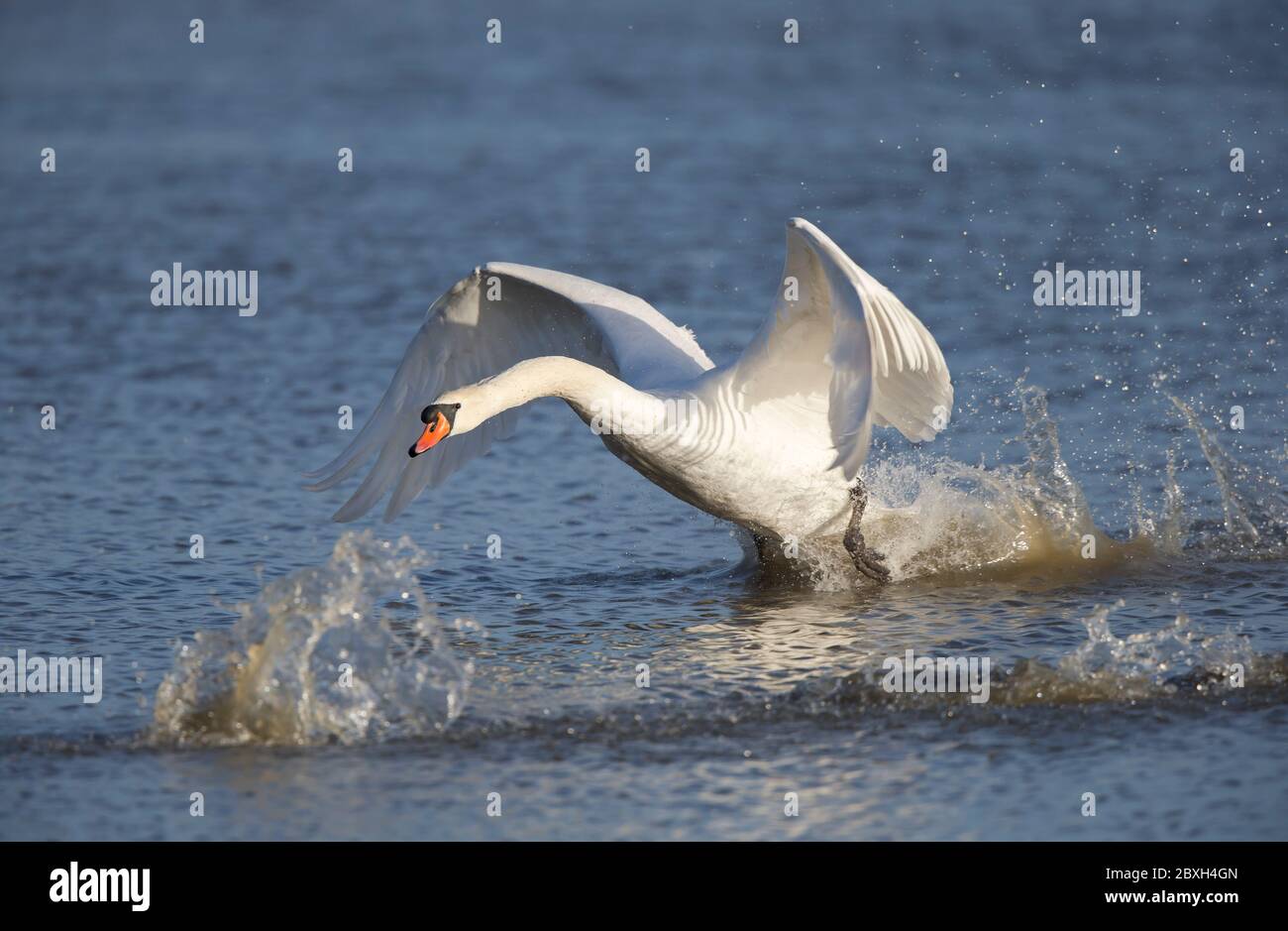 Close up of wild UK mute swan bird (Cygnus olor) isolated in action, running on water, wings up, taking off, launching. Stock Photo