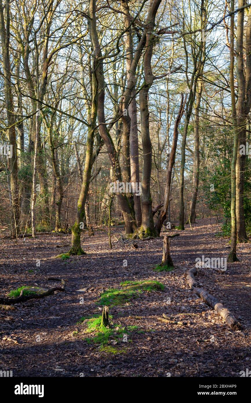 Ecclesall Woods, an ancient woodland in Sheffield, UK Stock Photo
