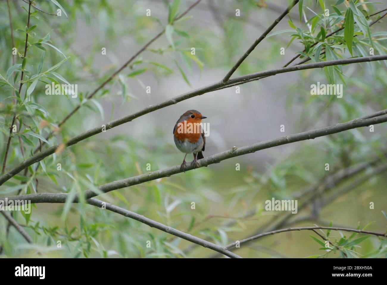Robin Redbreast sitting on a branch Stock Photo