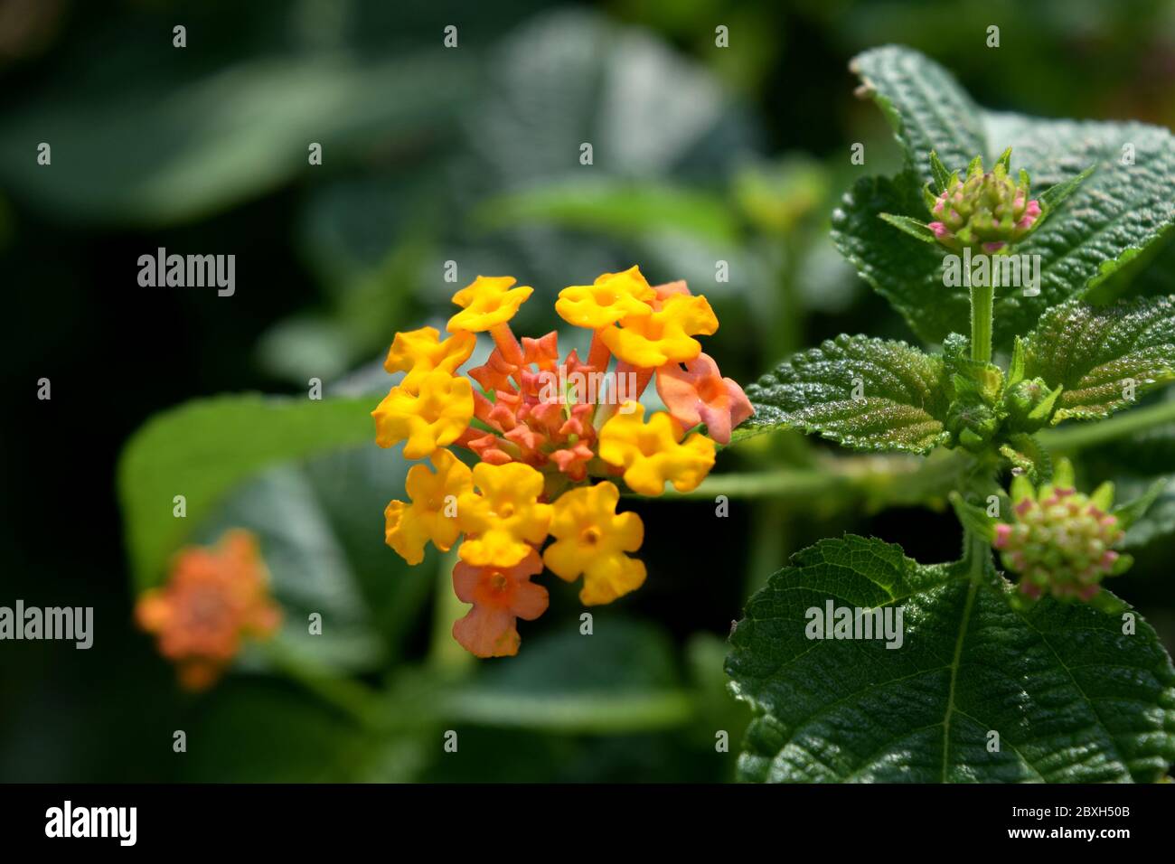 Yellow Lantana camara flowers in the nature Stock Photo
