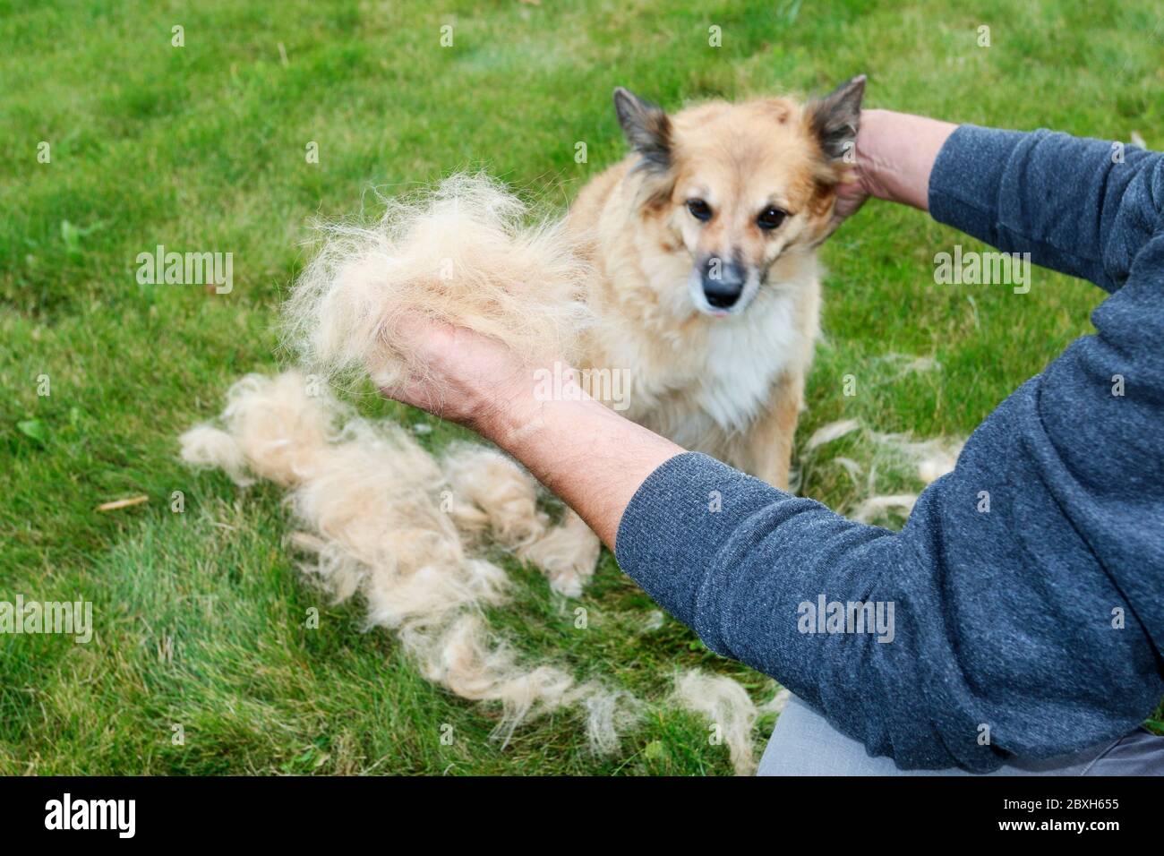 The man is holding a clump of dog fur. The dog sheds his hair (moulting
